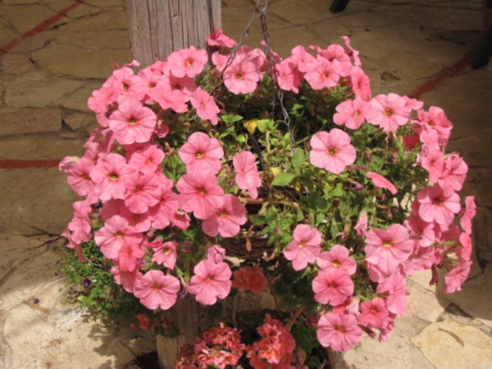 ברכות לפרופ' חוסאם חאיק